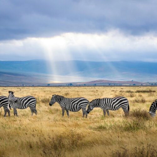 6-DAYS MASAI MARA NAKURU AMBOSELI SAFARI